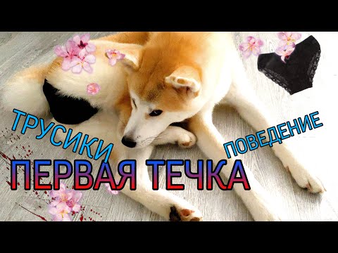 Видео: ПЕРВАЯ ТЕЧКА У СОБАКИ! Купить трусишки, понять и простить😁 Акита ину