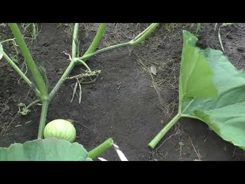 Видео: Делаю упрощенную обрезку тыквы