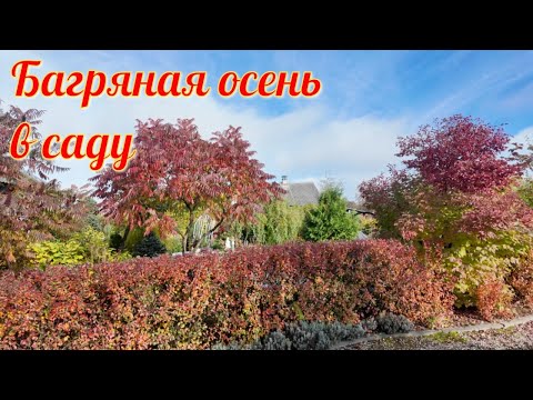 Видео: Багряная осень в саду