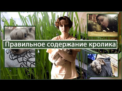 Видео: Правильное содержание кролика. Чем кормить, как обустроить вольер?