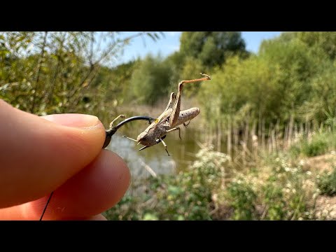 Видео: Амуры Нападают На Кузнечиков, Разгадал Секрет Ловли! Рыбалка с Подхода на Удочку