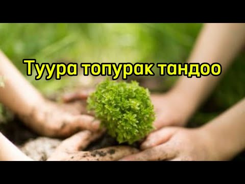Видео: Туура топурак тандоо