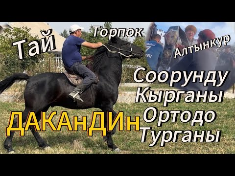 Видео: Нусунун ДАКАНИ сатылат  соорунду кырган Ат Ортодо турган Ат