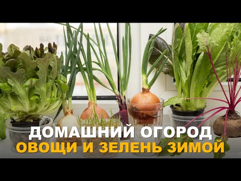 Видео: ВСЮ ЗИМУ СО СВЕЖИМИ ОВОЩАМИ И ЗЕЛЕНЬЮ. Огород на подоконнике, что буду выращивать.