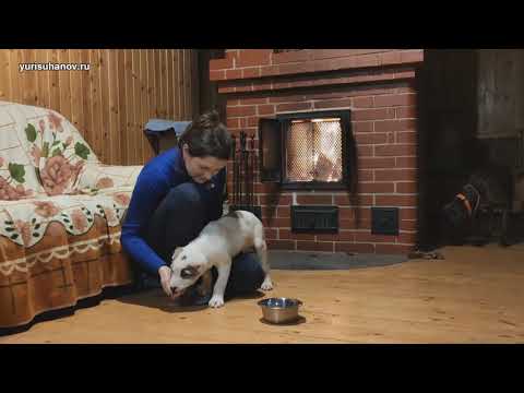 Видео: (Урок с Удачей 1) Как научить щенка выбирать общение с хозяином, а не еду. Команда "нельзя" ("фу")