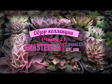 Видео: Обзор коллекции суккулентов (часть 2)