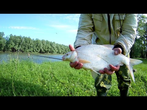 Видео: Фидер, река, рыбалка на кашу, жмых  Поклевки  Лещ, Язь