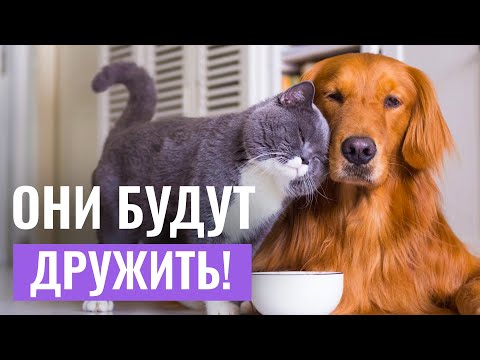 Видео: КАК ПОДРУЖИТЬ КОШКУ С СОБАКОЙ? Самый РАБОТАЮЩИЙ СПОСОБ ЗНАКОМСТВА животных!