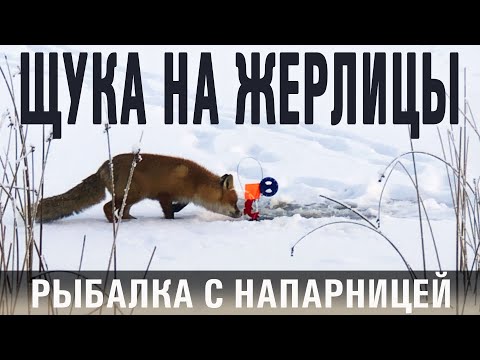 Видео: Ловим щуку на жерлицы с напарницей/Хитрющая любительница живца