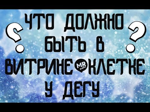 Видео: Что должно быть в витрине/клетке  у дегу? Болтаем.