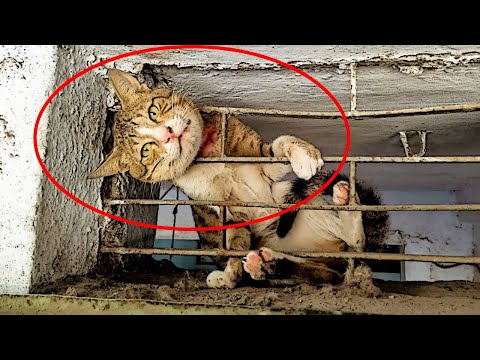 Видео: Возвращаясь домой, парень увидел кота в решётке, а когда присмотрелся ближе – УЖАСНУЛСЯ…
