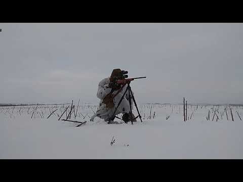 Видео: Куцелис-редкий Зверь!И Охота на Подсолнечных ЛИСИЦ!!!