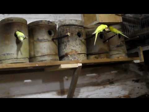Видео: Размножение волнистых попугаев часть-1.