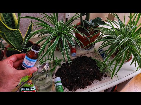 Видео: ХОНА ГУЛЛАРИ УЧУН ЖУДА АРЗОН ВА ЖУДА ФОЙДАЛИ. Илдиз учун Перекись водорода бу кислород манбаи.