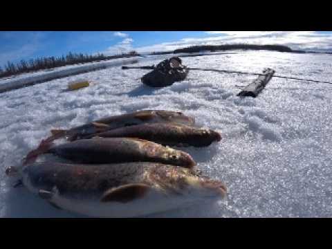 Видео: ОГРОМНЫЕ ЛЕНКИ, МЕДВЕДЬ !!! НА ГУСИНОЙ ОХОТЕ СЕЗОНА 2024 ГОДА. ГОРНАЯ РЕКА СЕЛЕННЯХ.