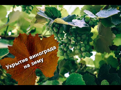 Видео: Как укрыть виноград на зиму. Советы от опытного виноградаря С.А. Пеганова