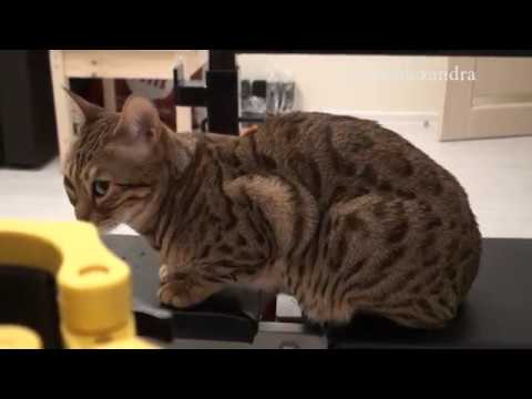 Видео: Гриф для штанги Yousteel Competition 20кг. Личный опыт использования.