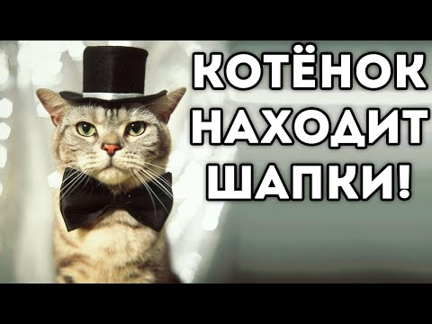 Видео: КОТЁНОК НАХОДИТ ШАПКИ!