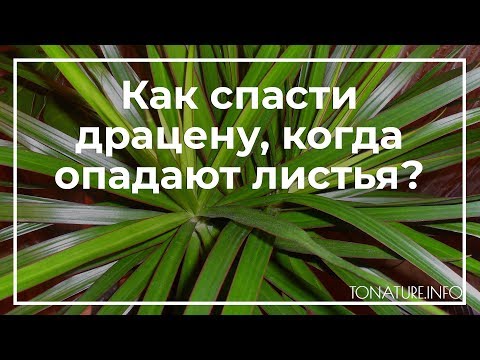 Видео: Как спасти драцену, когда опадают листья? | toNature.Info