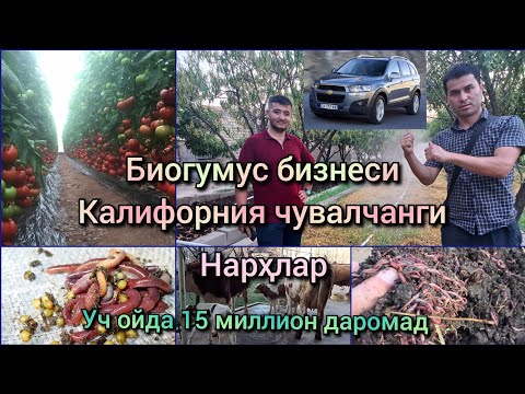 Видео: Биогумус бизнеси, Калифорния чувалчанги етиштириш ва нарҳи. #биогумус_бизнес