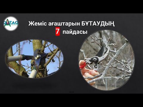 Видео: Жеміс ағаштарын бұтау және қырқудың 7 пайдасы  #қазақша #алма #бұтау #қырқу #кесу #обрезка #pruning