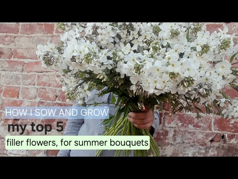 Видео: Как я сею и выращиваю 5 лучших цветов-наполнителей