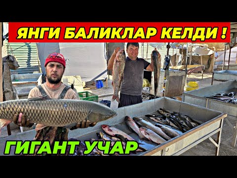 Видео: ДИККАТ! БАЛИК НАРХЛАРИ АРЗОНЛАДИ | ТУРТКУЛЬ ЭЛЛИККАЛЬА БЕРУНИЙ ХОРАЗМ УРГЕНЧ БАЛИК БОЗОРИ 2025