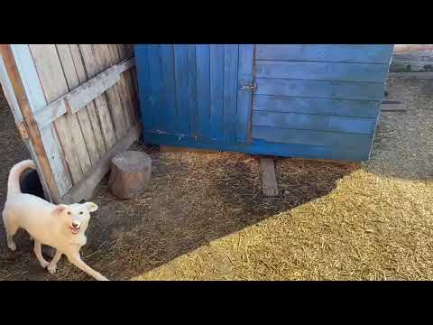 Видео: Хозяйственные дела в приюте ДРУГ ЖИВИ. г. ОМСК