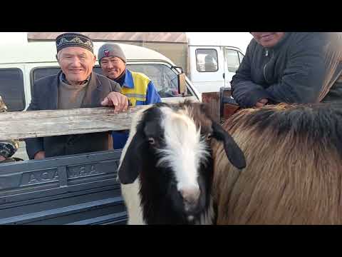 Видео: АБАЙ_ЭМКАДОС КУЙ БАЗОР НАРХЛАРИ