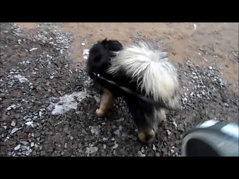 Видео: Тибетский мастиф // идеальная собака// # 2, Дрессировка