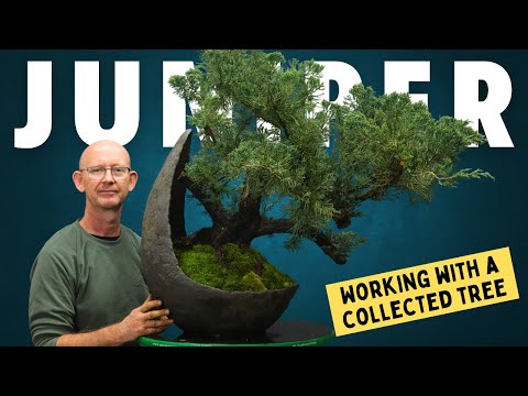 Видео: Бонсай из можжевельника: работа с собранным деревом