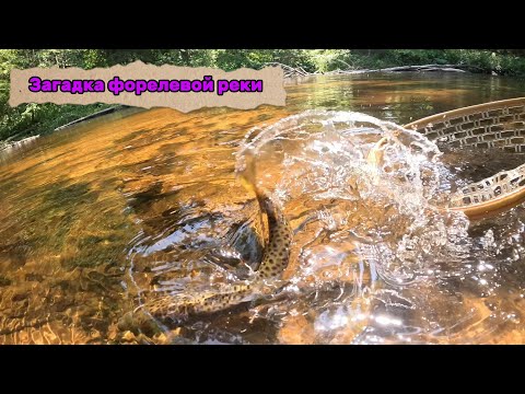 Видео: Загадка форелевой реки. Ловля пеструшки на блесны