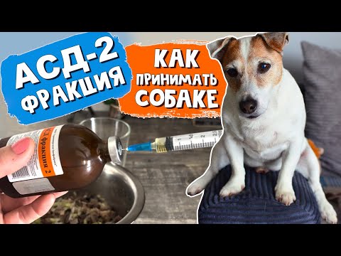 Видео: АСД 2 ФРАКЦИЯ. Как правильно предлагать собаке