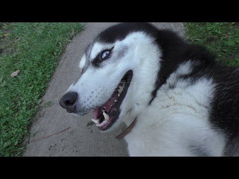 Видео: Сплошной ОБЛОМ, Сплошные эмоции