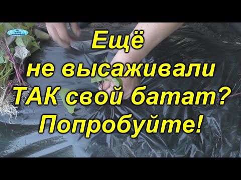 Видео: Посаженный ТАК батат даёт ОТЛИЧНЫЙ урожай!