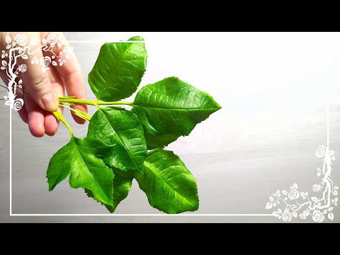 Видео: Тонировка листьев розы.Холодный фарфор.