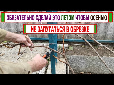 Видео: 🍇 Обрезка винограда 3 год! Вот как нужно ПОДГОТОВИТЬ куст винограда ЛЕТОМ чтобы не мучится ОСЕНЬЮ!
