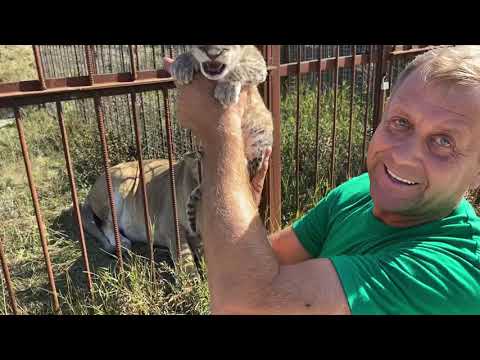 Видео: Львица родила ПРЯМО В САВАННЕ  !