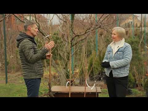 Видео: Як обрати саджанець персика та нектарина. Поради при виборі молодого дерева.