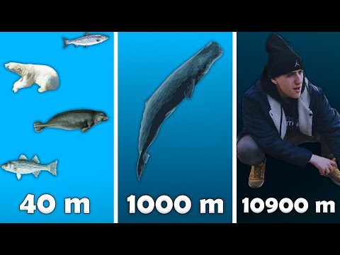 Видео: HELLYEAHPLAY ПОГРУЖАЕТСЯ НА САМОЕ ДНИЩЕ МАРИАНСКОЙ ВПАДИНЫ