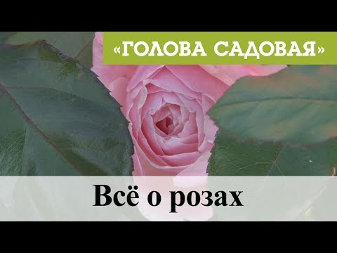 Видео: Голова садовая - Всё о прекрасных розах