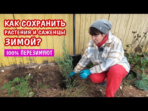 Видео: Как сохранить растения в горшках зимой? Как сохранить не высаженную рассаду и черенки?