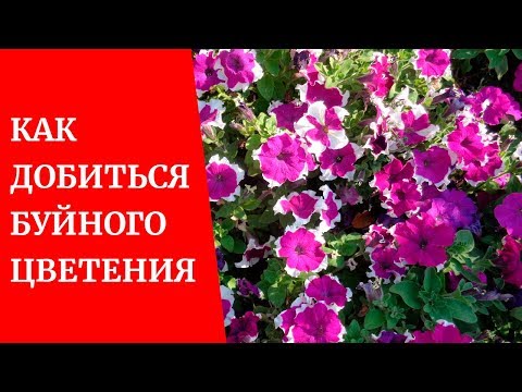 Видео: 🌸Как добиться буйного цветения петуний?🌸