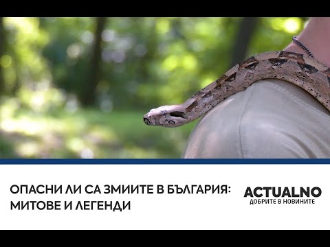 Видео: Опасни ли са змиите в България: Митове и легенди