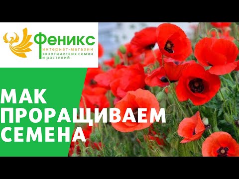 Видео: Проращиваем мак!