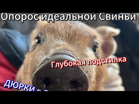 Видео: Опорос идеальной свиньи 🐽. Содержание на глубокой подстилки свиноматок 👍. Станок для опороса.?