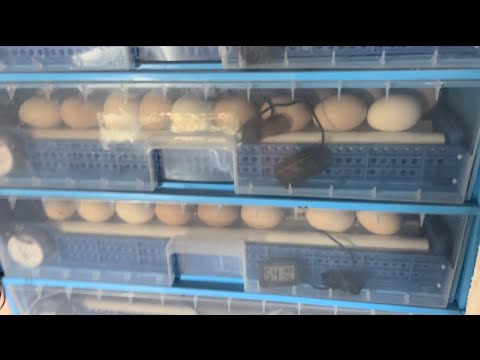 Видео: Все Конец Это Пи…з!!! Не Покупайте Такие Китайские Инкубаторы выкинул 600 яиц!!!