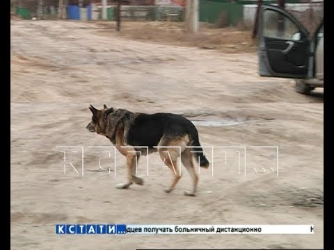 Видео: Лекарство для гибели - в Арзамасском районе начали массово травить собак