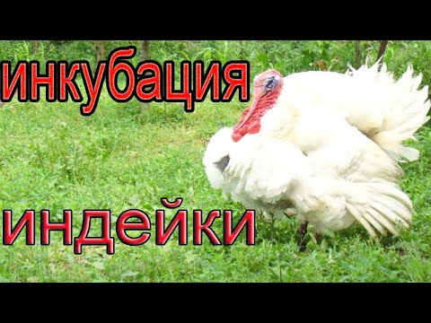 Видео: Инкубация индюшиных яиц | Инкубация индейки, что получилось?