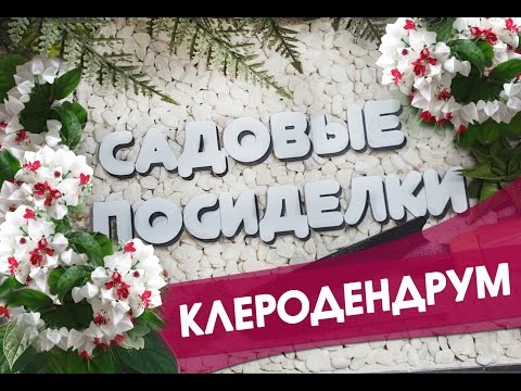 Видео: Клеродендрум  - секреты ухода и выращивания в домашних условиях. Почему не цветет и желтеют листья.